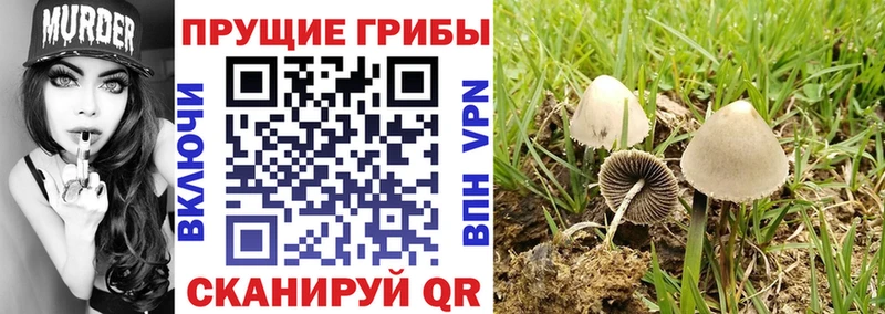 что такое наркотик  Ермолино  Галлюциногенные грибы GOLDEN TEACHER 